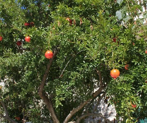 아파트 By The Sea Lumbarda, Korcula - 9183 룸바르다